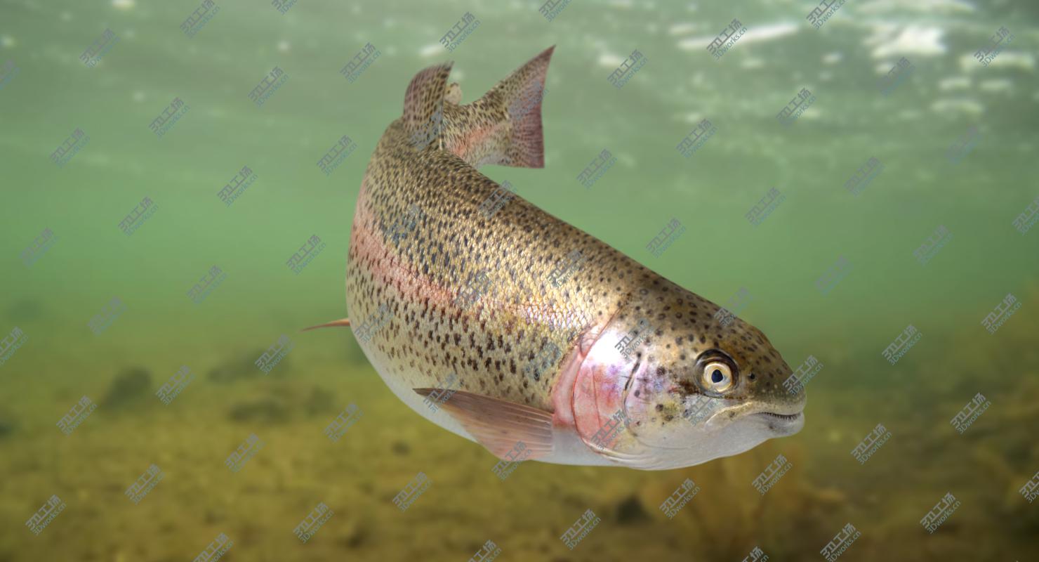 images/goods_img/20210313/Trout (Animated) 3D model/3.jpg